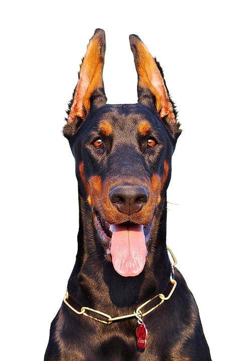 Doberman with tongue hanging out