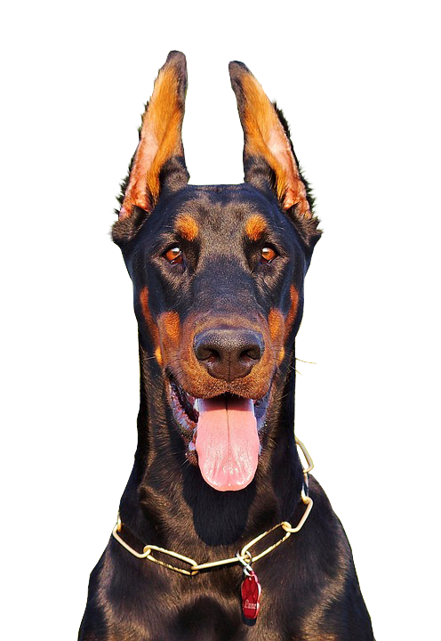 Rescue doberman hot sale pinscher puppies