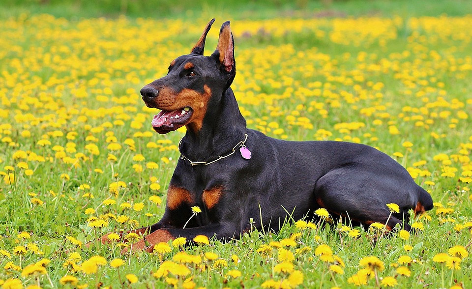 Doberman laying in a field of dandilions