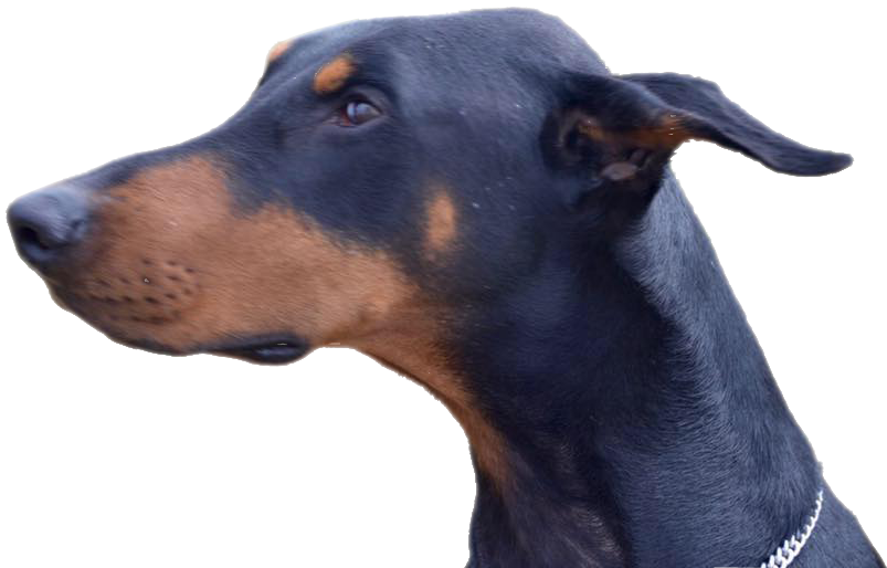 doberman profile