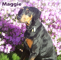 Maggie