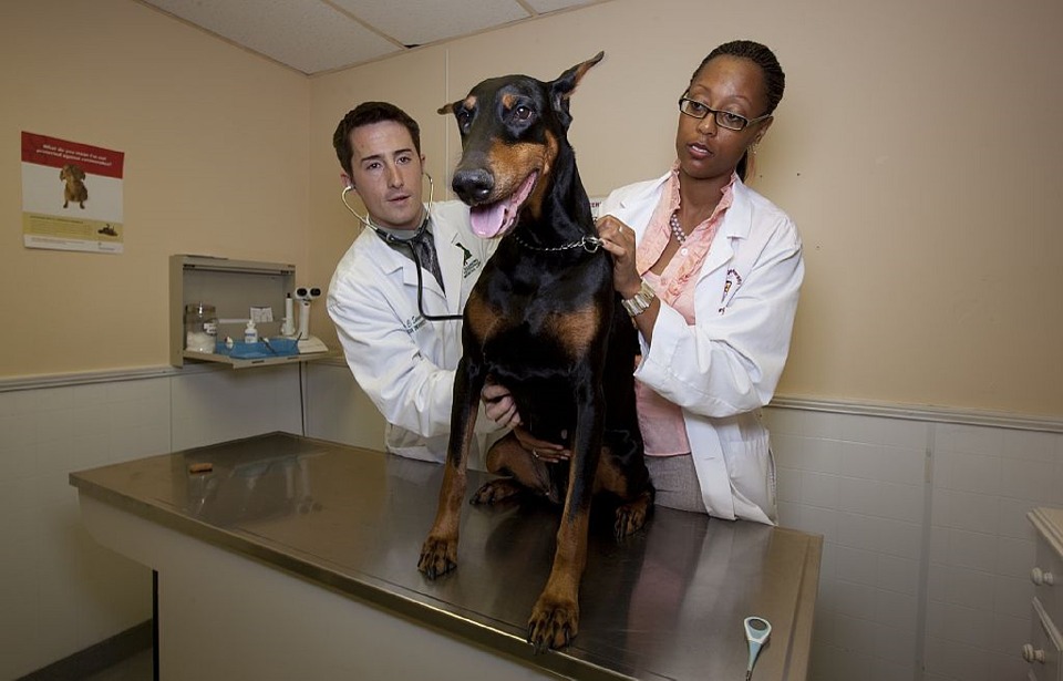 Doberman store pinscher health