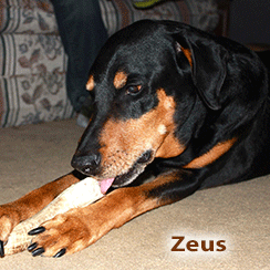 Zeus