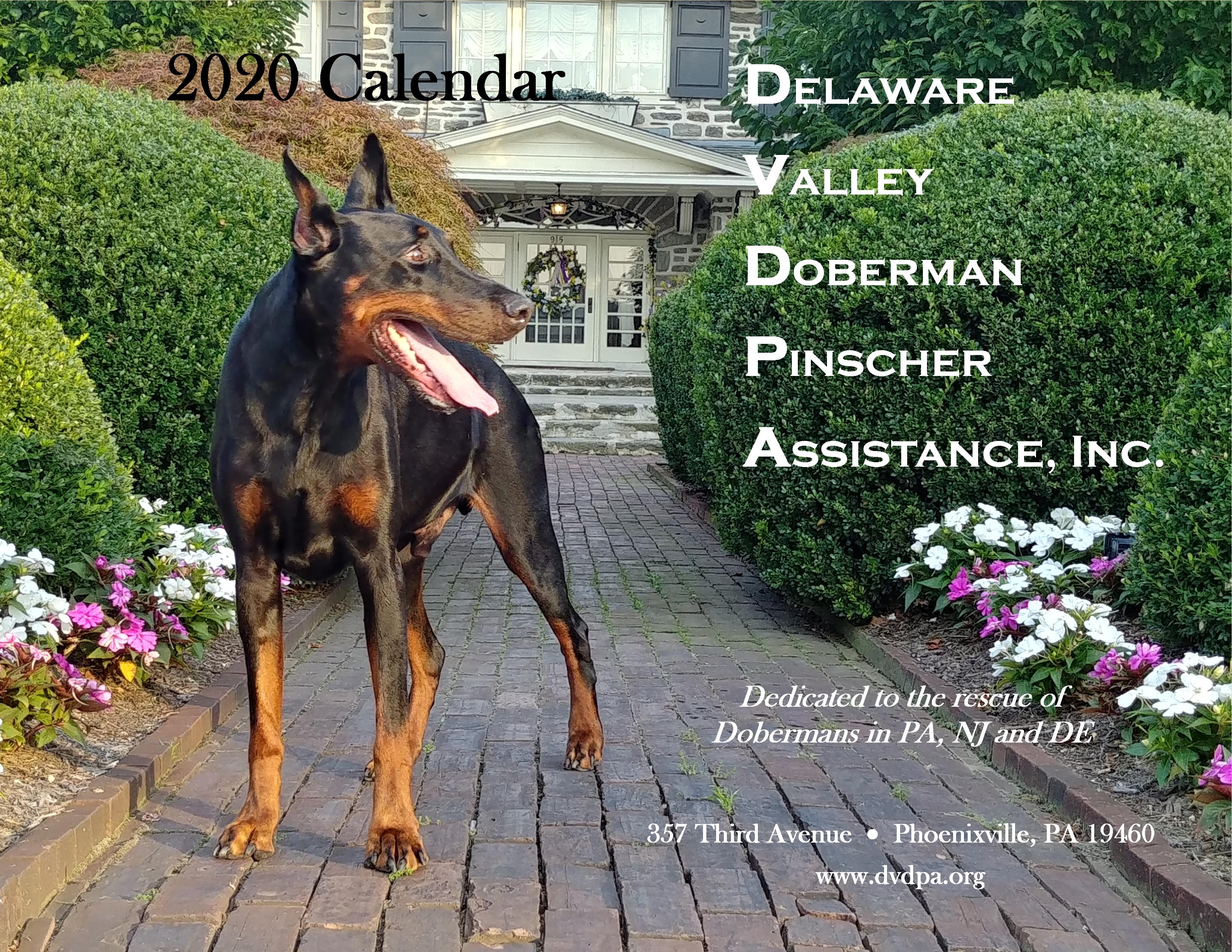 Delaware Valley Doberman Pinscher Assistance – Dedicated to the rescue