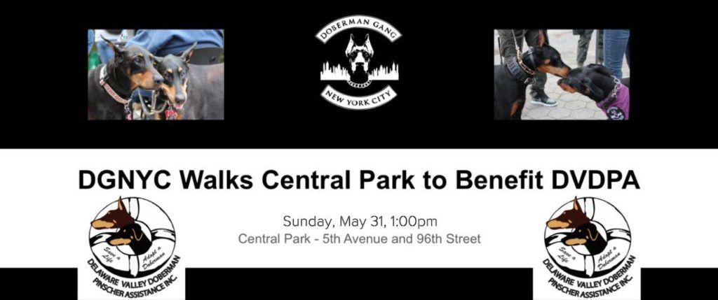 DGNYC Walks central part to benefit DVDPA
