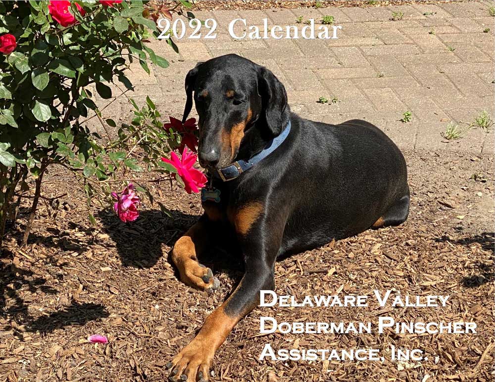 THE DVDPA 2022 CALENDARS ARE HERE!