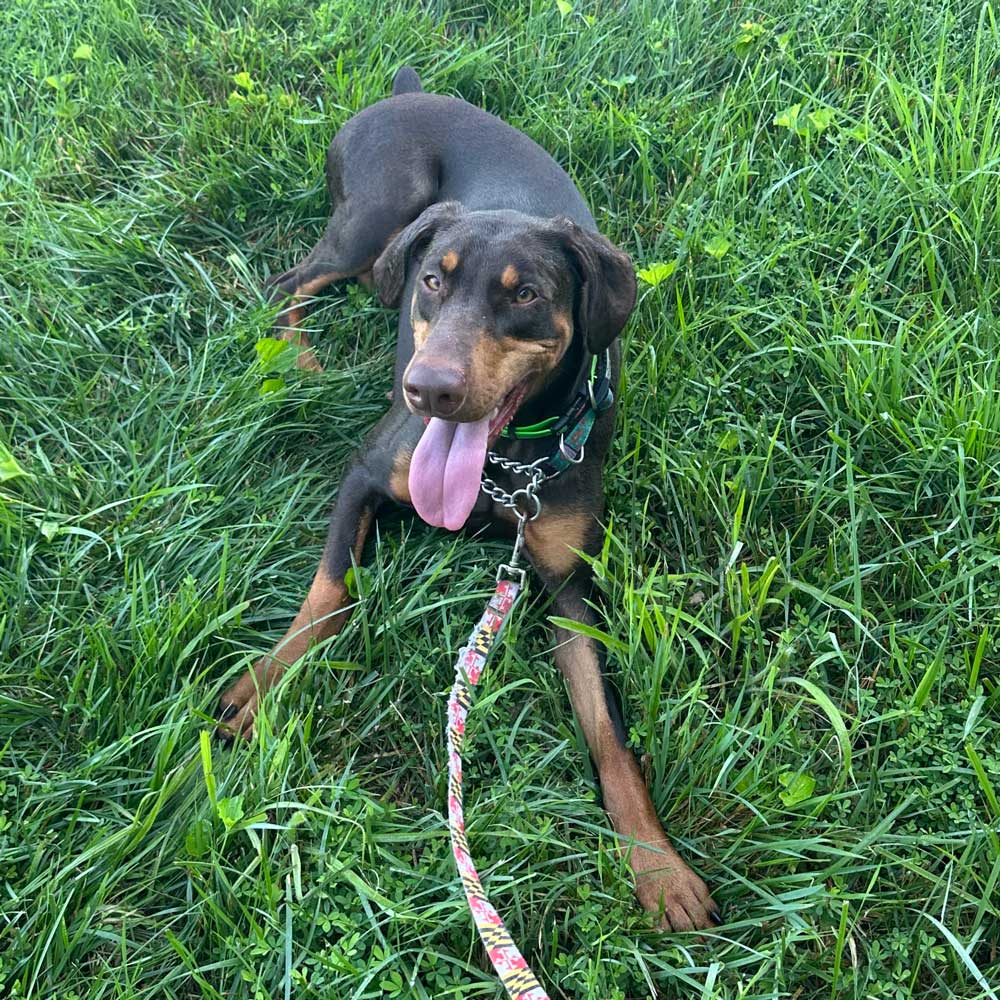 Delilah is a beautiful doberman pincher who is up for adoption.