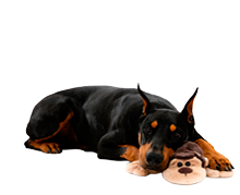 Doberman