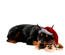 Sleeping dog with hat